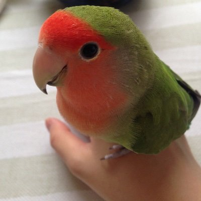 インコ・キンカチョウ・コキンチョウ・保護すずめを飼っている鳥好きの者です♪成人済みのオタクです( ´∀`)無言フォロー失礼します🙏ロストした鳥たちが飼い主さんと再会できるよう、微力ながら保護情報の発信もしています💪
