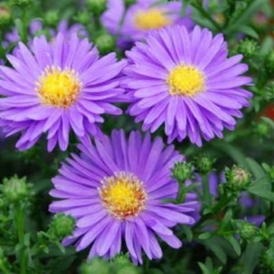 MirandaSethole's profile picture. 