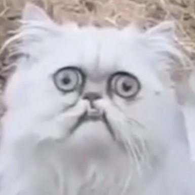 ggglyke27's profile picture. Cheese enthusiast