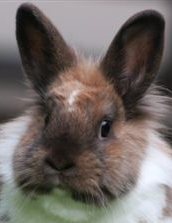BarRabbit's profile picture. I like to rabbit about bars all day long - I love a cocktail, or three!
I mainly hop from bar to bar I think they call that bar hopping!
