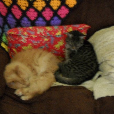 janejanekitt's profile picture. disabled retired social services employee, cat lover, truth lover, pro civil rights for gays, women, people of color and everyone else.