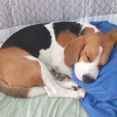 Cripto aprendiz con ganas de mas y con mi Beagle Lolo