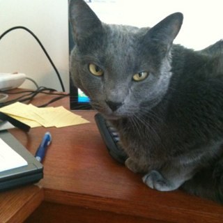 BabyCisco2's profile picture. Countless screaming argonauts can’t be wrong. She/her. Cisco’s the cat in the avatar.