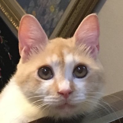 manazonazo's profile picture. 謎解きと西洋美術が好き。アイコンは飼ってる猫です🐈