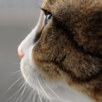 kanazawa norifumi (@saru_) 's Twitter Profile