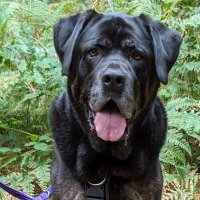 Big Dog, Little Dog (@bdldtraining) 's Twitter Profile