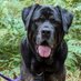 Big Dog, Little Dog (@bdldtraining) Twitter profile photo Big Dog, Little Dog (@bdldtraining) Twitter profile photo