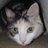 fanksねこじゃらし    ㊗️推しが還暦㊗️のアイコン