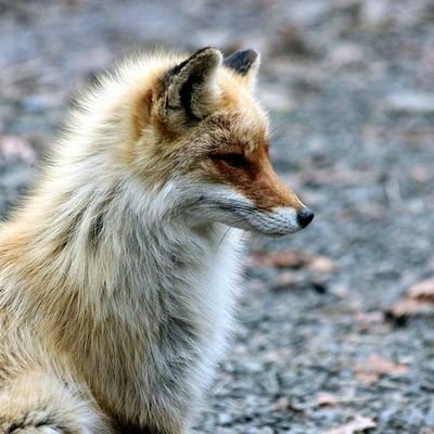 라키 (접률바닥)さんのプロフィール画像