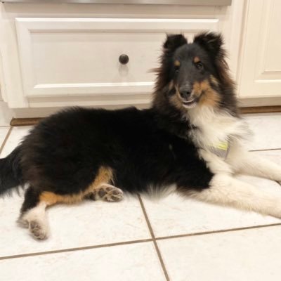 Mr. LanSir is a Sheltie, but he is also secretly a Werewolf. He lives with @JimmyMBA in Houston, Texas, and his birthday is March 3, 2020.