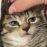 memojosh (@memojosh2) 's Twitter Profile