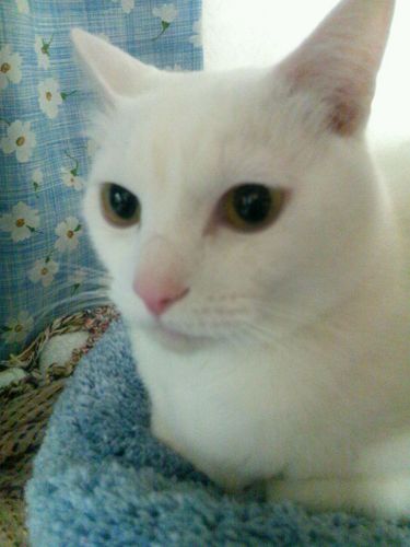 TWCU/SCRAP/ねこ♡NICO Touches the Walls
