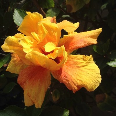 talktothev's profile picture. 