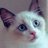 ますみん。のアイコン