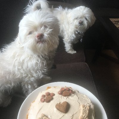 6 year old Schitzu & Havanese sisters from the Prairies in Canada aka. Chunky Spunky Sneezing Lion Piggy Puddles Digger Snorer Teeth Bacon OMG Sisters