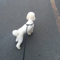 青岛老司机 (@lin72971019) 's Twitter Profile