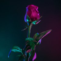 愛騒恋🌹Ren Aizawa (@lover_renaizawa) 's Twitter Profile
