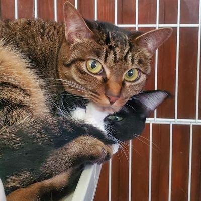 ねこ元気 ひつじのショーンかわゆすsd D ォゥィェア お手手ぇぇぇ 最高 ᴗ だが お手手が綺麗すぎて女の子の手に見えるのは私だけか ฅ ๑ D ๑ ฅ こんな綺麗なお手手見ると自分の手が汚く見えるwww 手の甲とか見てみたいなぁー