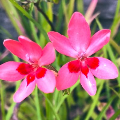 日々の悶々を呟きます。無言フォローお許しください。