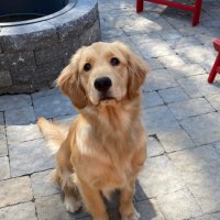 Elisa Abdulhayoglu (@elisaabdul) 's Twitter Profile