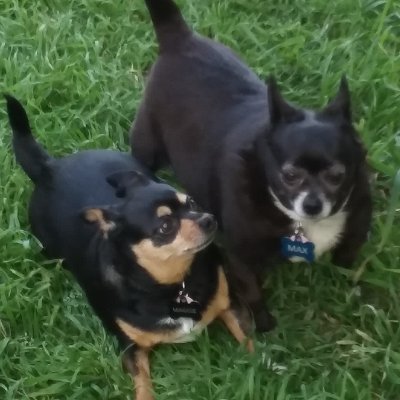 Mom to Maggie, Max, .🐩🐕🐶 Max, is a Chihuahua. Maggie, is a Chi-Weinie  MinPin, per DNA test. Bonded rescue pair.