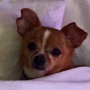 “Ray-of-☀️” rescued chi 14,loving, happy pup 💗snacks walks pillows & blankie 6 Chis + Golden + Auntie + Granny +mommy types #EverythingIsMine!#ChihuahuaLife