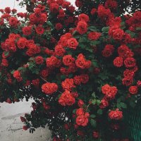 Reem Khattabi (@reemkhattab_) 's Twitter Profile