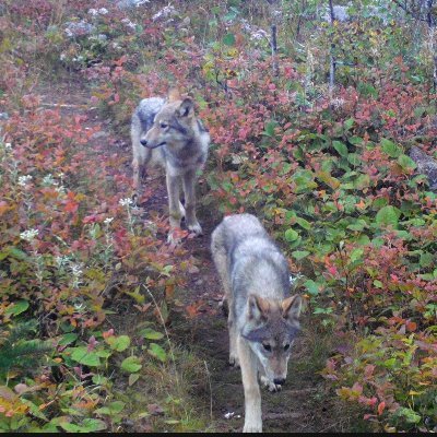 Official page of the study of wolves and the Isle Royale environment led by a research alliance between @globalwild_cc at MSU & Isle Royale National Park