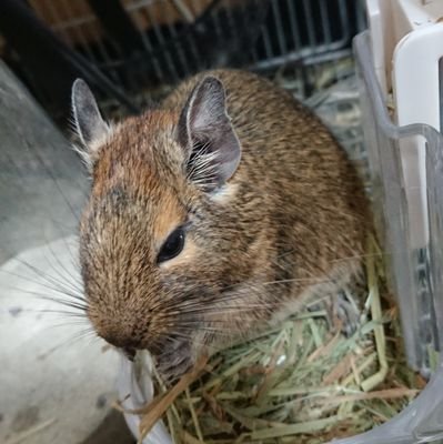 デグーのくりがママになったのでその育児の様子とかチビちゃんたちの様子をメモ的に上げてく