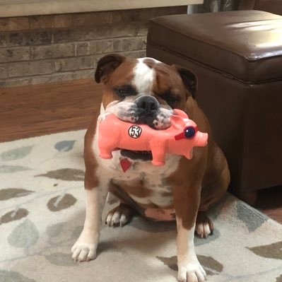 I’m a 4 year old English Bulldog....full name Rosalita, after the great Springsteen love song. I prefer a little cheese on top at dinner time!