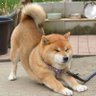 vCXTm0TCTMV9cyL's profile picture. 地方で泌尿器科医やってます
無言フォロー失礼します