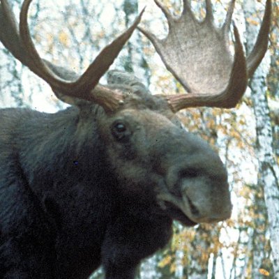 MooseMoment's profile picture. Moose.