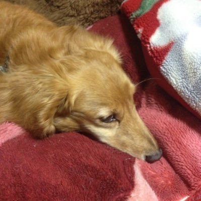 toutakaka1oku's profile picture. ライトノベル作法研究所から流れてきた、トータカと言われるモノ