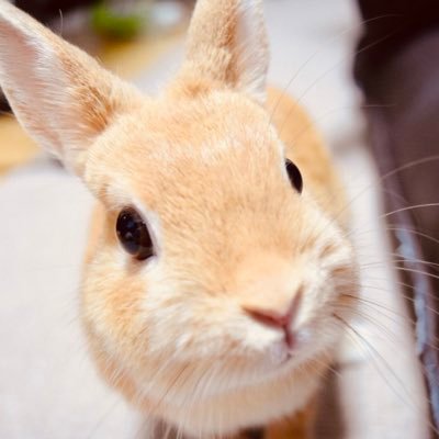 2019/12生まれ、ネザーランドドワーフ♀のうたです🐰 小さなお耳とまるまるした身体がチャームポイントです‼︎うさぎの魅力を発信中…YouTube始めました↓