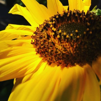 We provide a collection of seeds that grow into the most beautiful flowers, plants nutritious vegetables, salads and herbs 🌿🌻 Visit - https://t.co/nkswrHLhuo