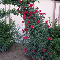 Huma Saeed, PhD (@humasaeed78) 's Twitter Profile