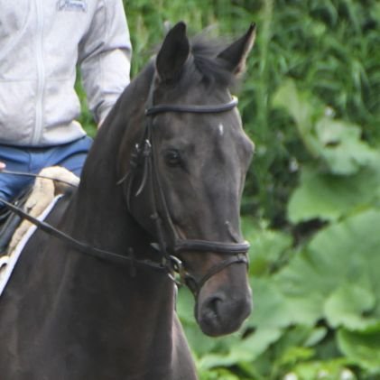 サトノギャラント、フロンテアクイーン母子、ジェンティルドンナ、ダノンバラード、野鳥観察、Xフライドポテトが大好きです。
最近はギャラントとフロンテアクイーン母子と同じくらい野鳥観察への関心が強いです。
今年こそエゾビタキを見たい!🥺