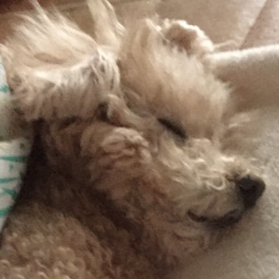 akiharu0402's profile picture. チームナックスが好きです（大泉さんよりの子猫です🐈） ラバッパーでもあります😊