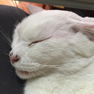 cheetha2017's profile picture. Woltで配達員はじめました パートナーサービスの対応とってもよかったです、ありがとう😊