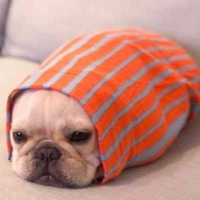 DoggieBurrito's profile picture. 