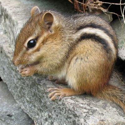 Follow to learn whether or not I saw a chipmunk today.