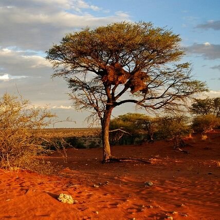 Roam the sand dunes of the Kalahari as a child many moons ago. As the crow flies plus minus 10 km from Tswalu. Love nature and conservation. Enjoy retirement.