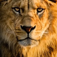 अखण्ड भारत 🇮🇳 (@deshfirst11) 's Twitter Profile