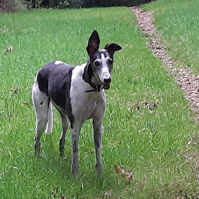 CasGreyhound's profile picture. I am a lovely and loving greyhound currently lodging with my human companions, Julie, Richard & Tim. I love walks in the park, tripe chews and naps.