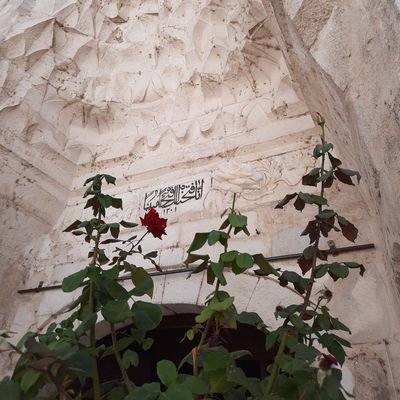 yesilinyankisi's profile picture. Önüne gelen