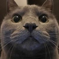 ゆきまるちゃん (@yukiimaruchan) 's Twitter Profile Photo