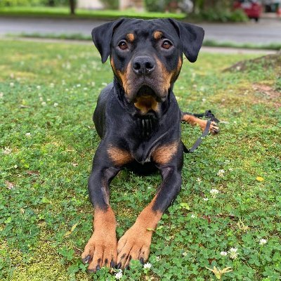 Atlanta Dog Adoptions Atldogadoptions Twitter