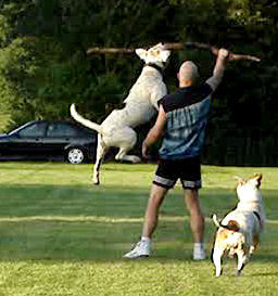 Hardcore American Bulldog