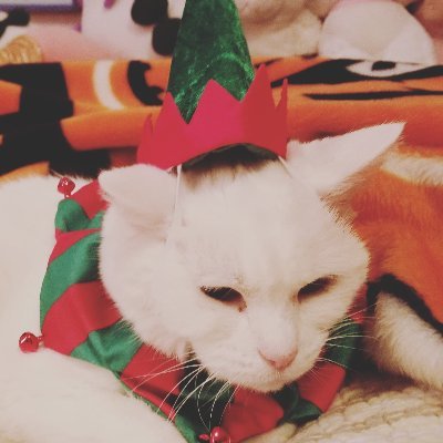 birtface's profile picture. My name is Brittany and I was named after a chipmunk. Aspiring author/beloved janitor. Enthusiast of Japanese pop culture. Fan of classic television and movies.