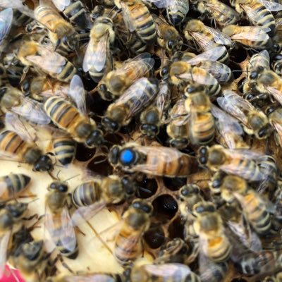 Known for the quality of our mated queens and our 6 frame Nucs. DASH Accredited. Suppliers of Raw Honey #honeybees #honey #matedqueens #nucs #hive #beefarmer